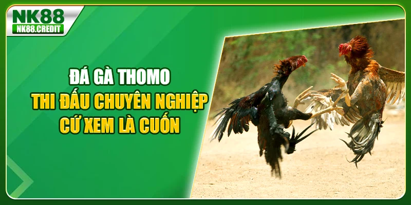 Đá gà thomo