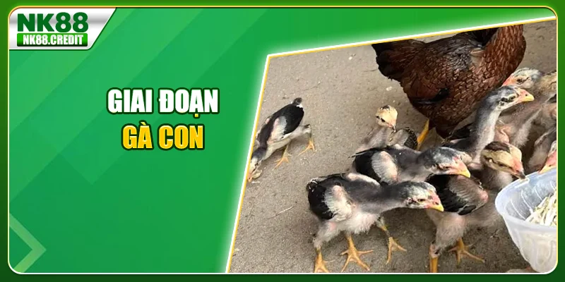 Giai đoạn gà con