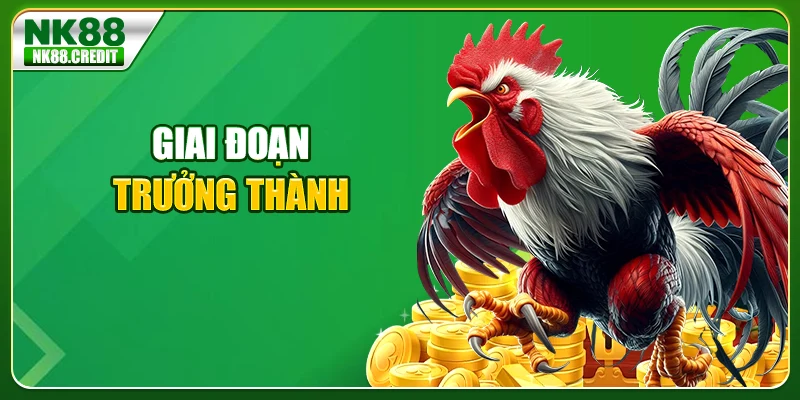 Gian đoạn trưởng thành