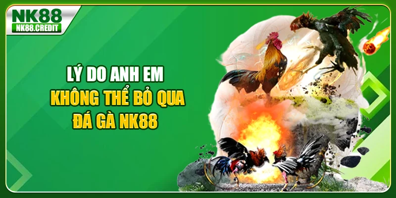 Lý do anh em không thể bỏ qua đá gà Nk88