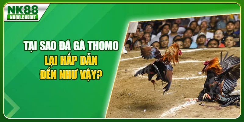 Tại sao đá gà thomo lại hấp dẫn đến vậy