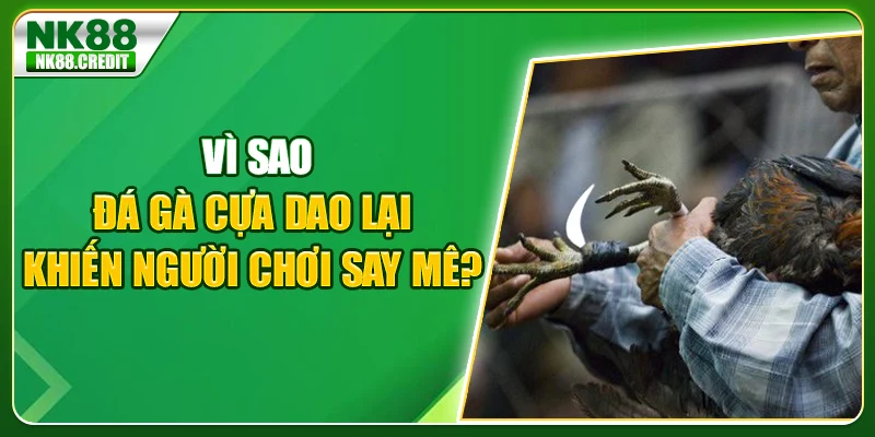 Vì sao đá gà cựa dao khiến người chơi say mê